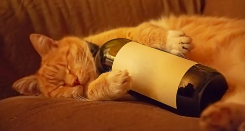 Wein nach Bier: Die Wahrheit über den Kater